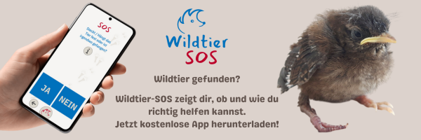 Vorschau Homepage Banner