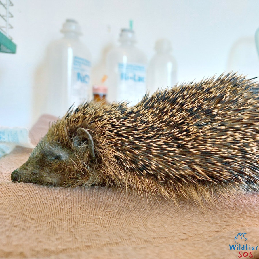 Vorschau Igel abgemagert