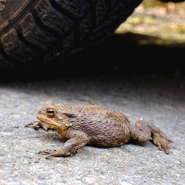 Sichern und Transportieren von Amphibien und Reptilien