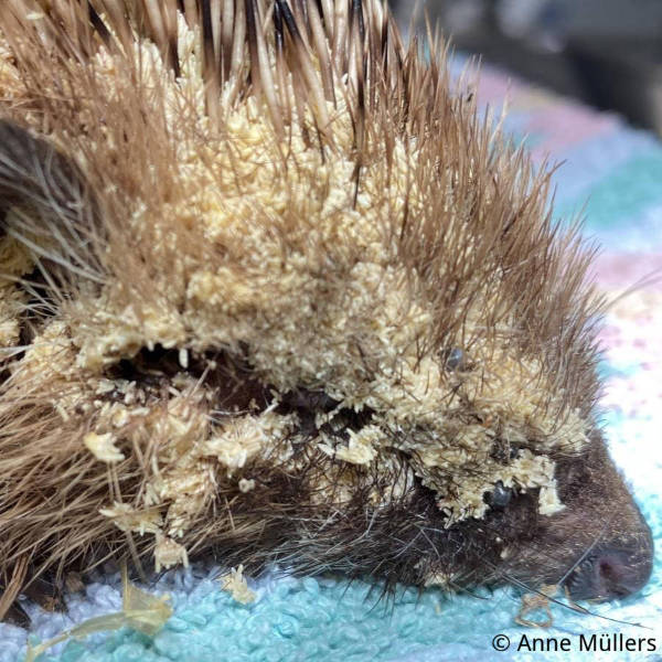 Erste Hilfe bei Fliegeneiern und Maden