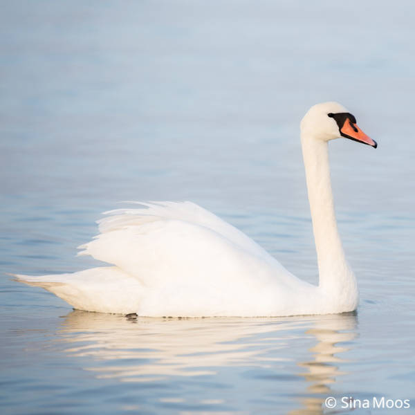 Sichern und Transport von Wasservögeln