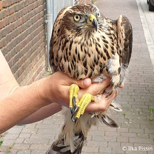 Sichern und Transportieren von Greifvögeln