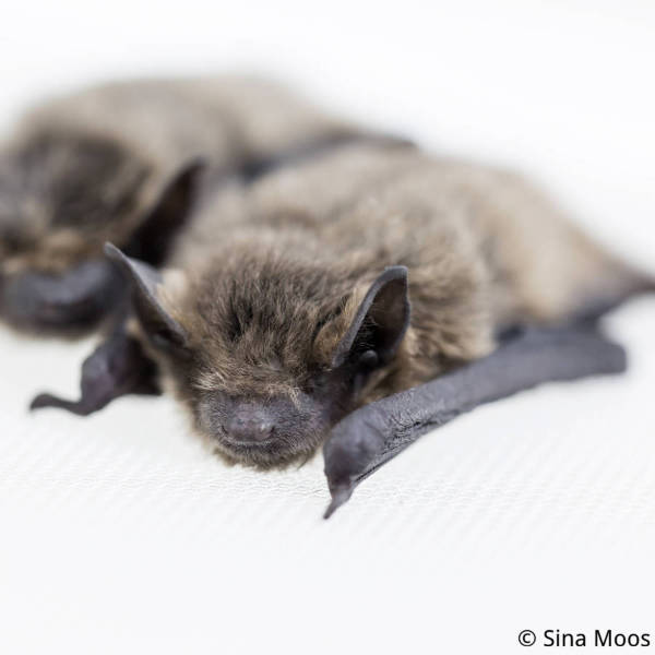 Sichern und Transportieren von Fledermäusen