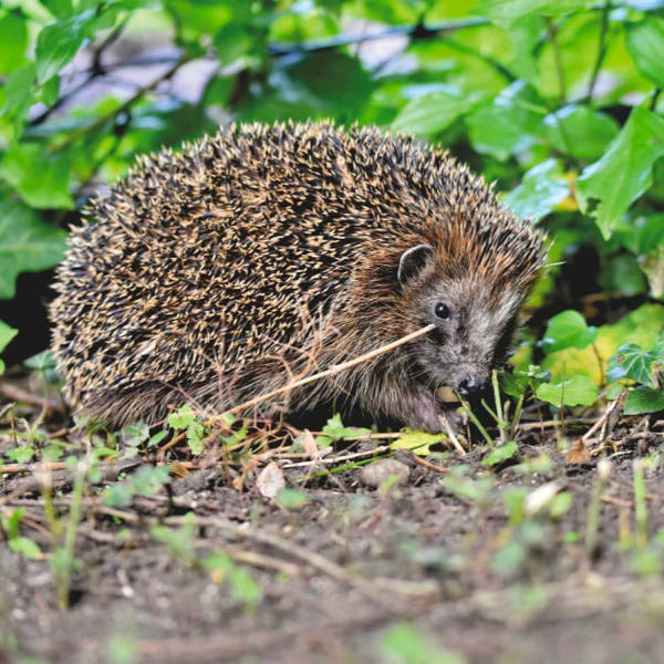 Sichern und Transportieren von Igeln