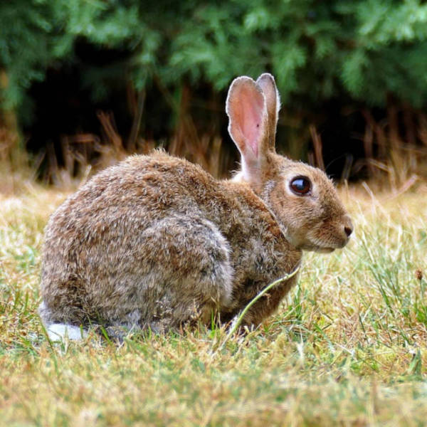 Sichern und Transportieren von Hasenartigen