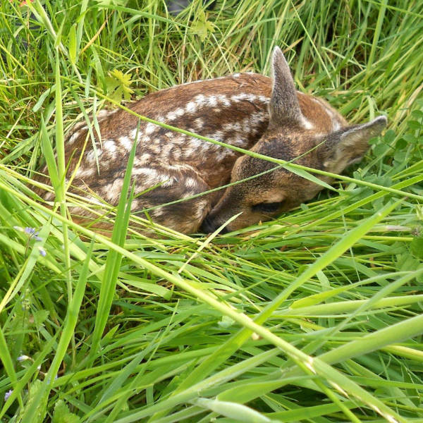 Duckreflex bei Kitzen