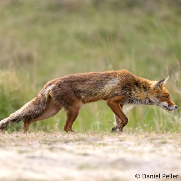 Vorgehensweise bei aufgefundenem Raubwild