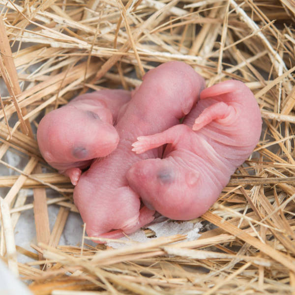 Erste Hilfe bei nackten Jungtieren